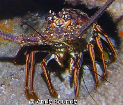 CAribbean Spiny Lobster. I cropped this one to show the a... by Andy Boundy 